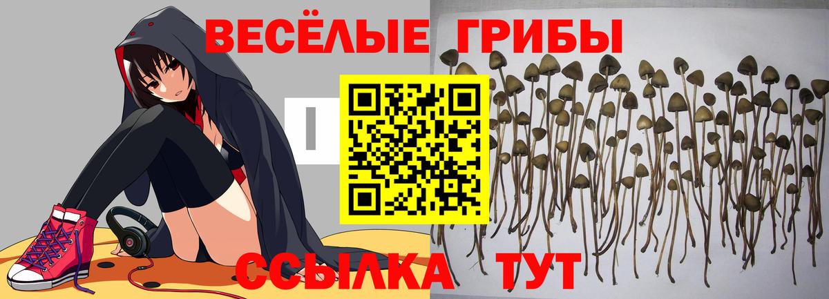 Псилоцибиновые грибы MAGIC MUSHROOMS  Вход с VPN  Междуреченск 
